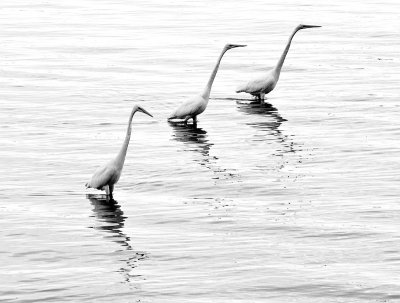 Egret Ballet