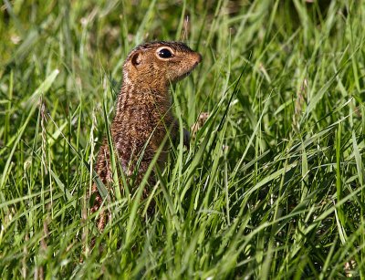 Stripped Gopher