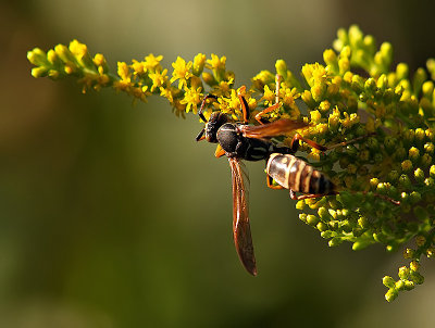 Wasp