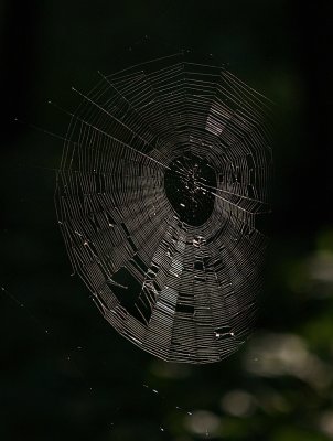 Spiders Web in the Woods