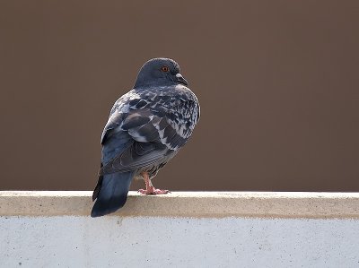 Pretty Pigeon