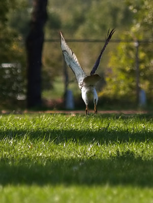 Red Tailed Hawk Taking Off