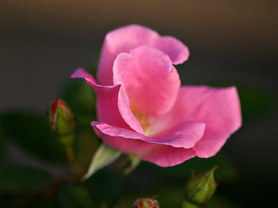 Early Fall Roses