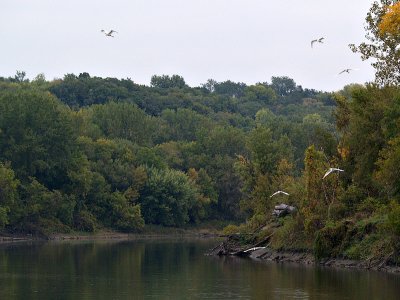 Six Egrets One RIver