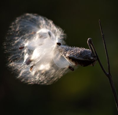Seed Pod and Seeds in the Wind