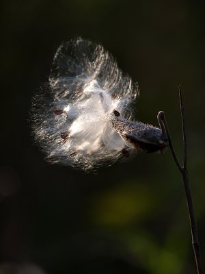 Seed Pod and Seeds in the Wind 2
