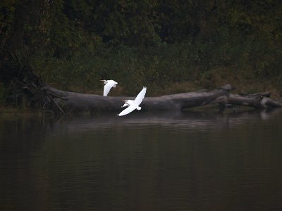 Egrets in the Mist.jpg