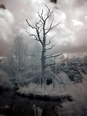 Infrarouge_infrared_World_117.JPG