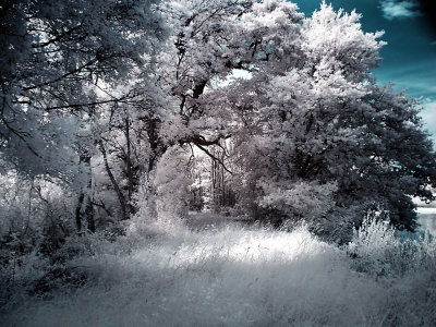 Infrarouge_infrared_World_42.jpg