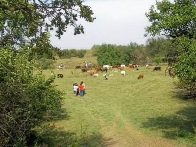  2007 Oklahoma Centennial Chisholm Trail Cattle Drive