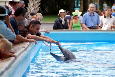 Dolphin Feeding Time