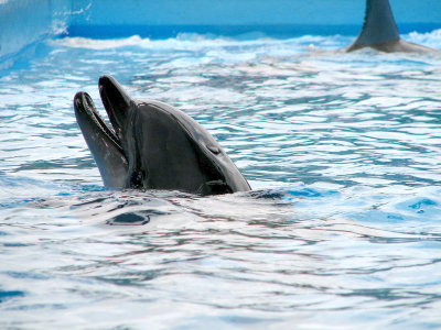 Dolphin Feeding Time