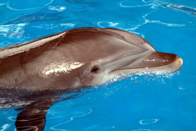 Dolphin Feeding Time