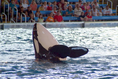 Believe / Shamu Show