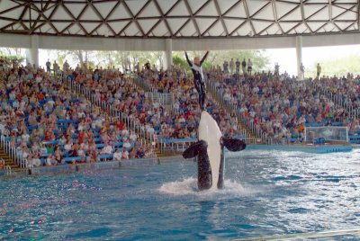 Believe / Shamu Show