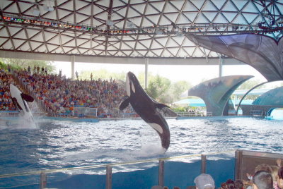 Believe / Shamu Show