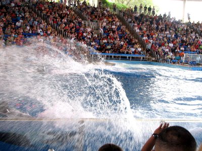 Believe / Shamu Show  - Time to Get Wet !!