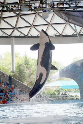 Believe / Shamu Show