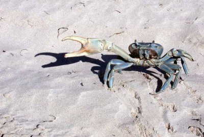 Crab on Boca Chica Beach, South Texas