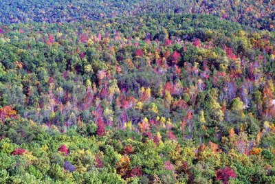 A Forest of Fall Colors