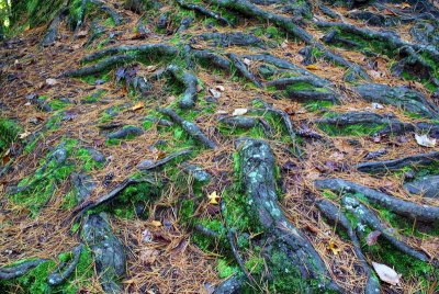The Piney Woods Forest Floor