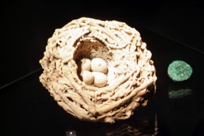 Bird's Nest Replaced by Calcite to Become Rock