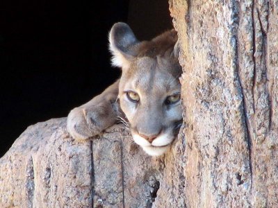 Arizona - Sonoran Desert Museum