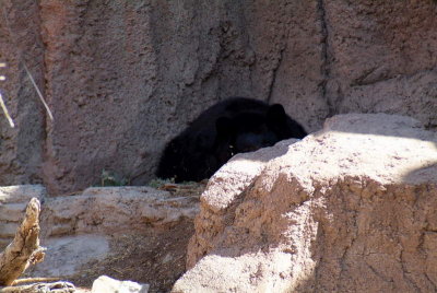 Black Bear Trying to Stay Cool