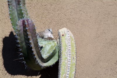 Inca Dove on Nest in Cactus