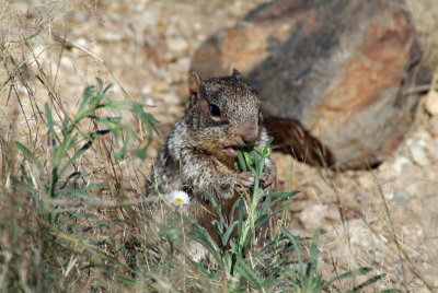 Rock Squirrel Having a Snack