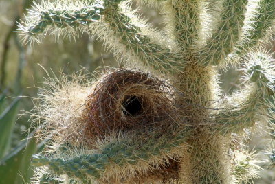 Arizona - Sonoran Desert Museum