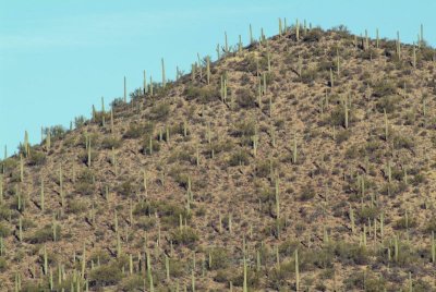 Saguaro Cactus Covered Hills at Apartments