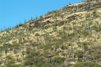 Saguaro Cactus Covered Hills of Sentinel Peak
