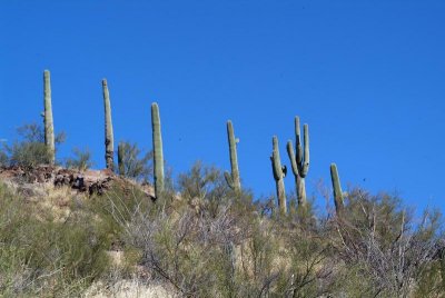 Saguaro Cactus on a Ridge of the Peak