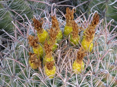 Flower Buds on a Small Barrel Cactus