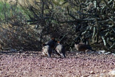 Our Morning Covey of Gambel's Quail