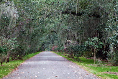 Plantation Driveway