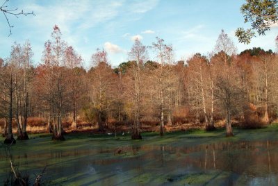The Plantation Swamp (kept for wildlife)