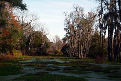 The Plantation Swamp (kept for wildlife)
