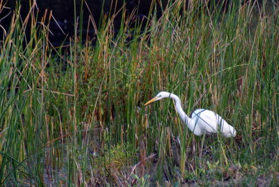 Egret Hunting in the Marsh in the Wildlfie Refuge