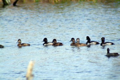 Ring-Necked Ducks in Wildlife Refuge