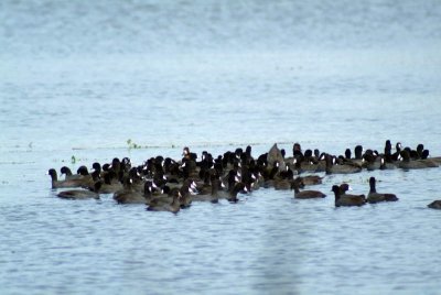 Rafts of American Coots in Open Water of Refuge