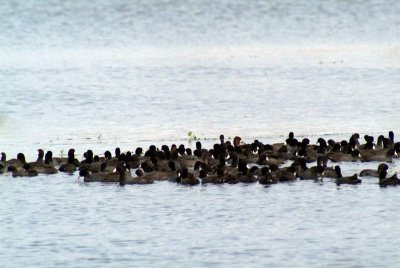 Rafts of American Coots in Open Water of Refuge