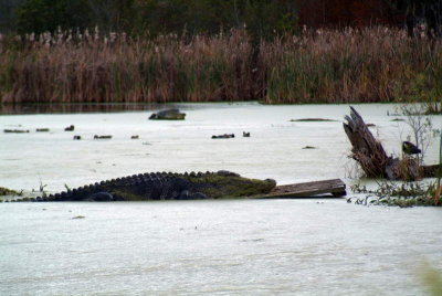 Alligators in the Marsh of the ACE Basin Refuge