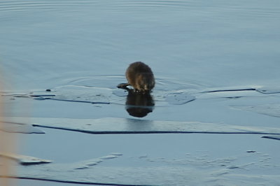 Muskrat