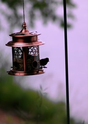 Birdie