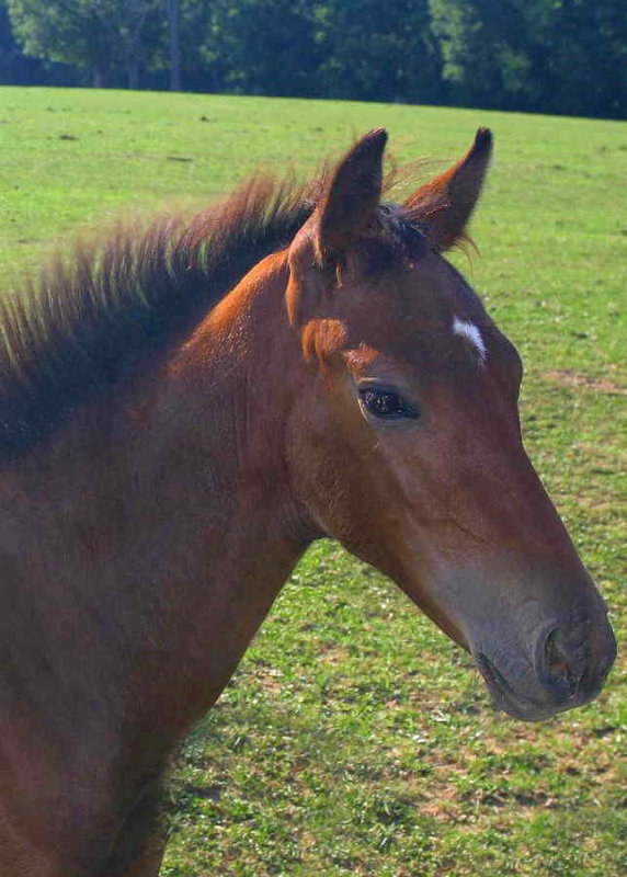 Young Thoroughbred Colt