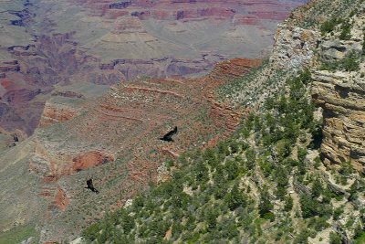Two Condors Circling Above the Canyon