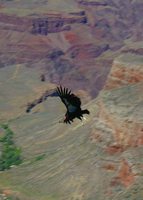 A Condor Soaring Above the Canyon
