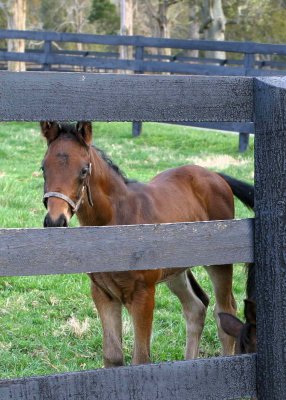 A Young Colt